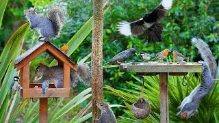 Kattfilmer för katter 🕊️ Vårens fåglar och ekorrar på fågelborden 🐿️ Katt TV 4K HDR