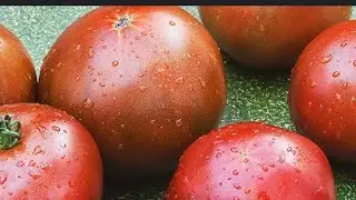 Сею семена помидоров 🍅 «черный принц» 🍅🌱