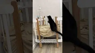 КОТЫ СПЯТ С НОВОРОЖДЕННЫМ РЕБЕНКОМ? 