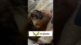 Это мы никуда сегодня не пошли и остались батониться дома #cat #юмор #catlover