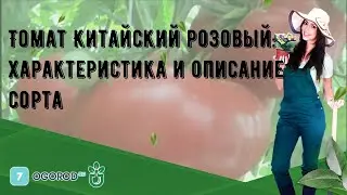 Томат Китайский розовый: характеристика и описание сорта