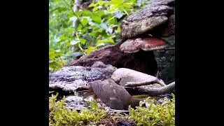 КУПАЕТСЯ СОЛОВЕЙ Luscinia luscinia #birds #nature