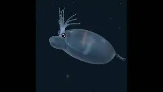 Underwaterstuff shots ||animals ||ocean ||the shark ||the water monsters ||the cute animal videos ||