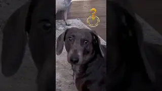 #56 Funniest Cats And Dogs videos 🐶🐱 #funny #animals #cuteanimals