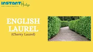 List Of Best Fast Growing Shrubs | InstantHedge