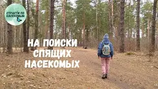 На поиски спящих насекомых / Фауна Беларуси