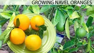 Growing The Best Oranges - Washington Navel Orange