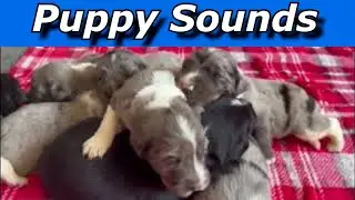 Puppy Sounds  ~ Sounds Dogs Love ~