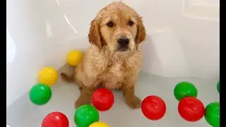 Summer Gets Her First Bath! Puppy Life