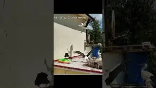Неудачное приземление 