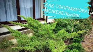 Стрижка можжевельника в форме лилия.