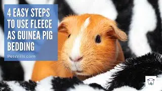 Cozy Comfort for Your Guinea Pig| Mastering Fleece Bedding in 4 Simple Steps!