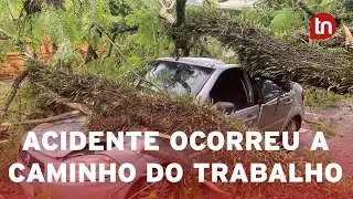 Árvore cai sobre carro e ocupantes saem ilesos: 