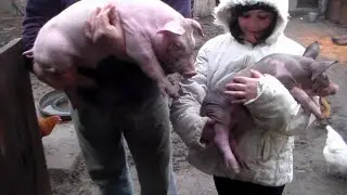 Много поросят в опоросе это хорошо или нет,секреты разведения поросят на продажу,поросята как бизнес