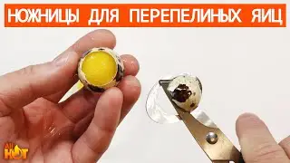Quail egg opening scissors from Aliexpress | unpacking and review
