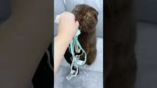 Каждый раз когда пришел с покупками 