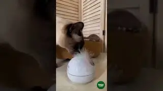 Зачем кошкам нужны интерактивные игрушки?