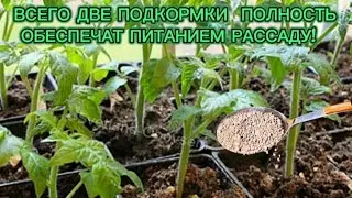 РАССАДА ТОМАТОВ,ПЕРЦА РАСТЕТ КАК БЕШЕНАЯ.ВСЕГО 2 ПОДКОРМКИ ПО 1 СТ.ЛОЖКЕ.ПРОСТО ПОЛЕЙ ПОД КОРЕНЬ