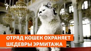 Отряд кошек охраняет шедевры Эрмитажа | Север.Реалии