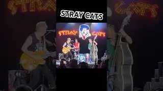 Rockabilly at its finest! @straycatsmusic #straycats #rockabilly #shorts #rocknroll