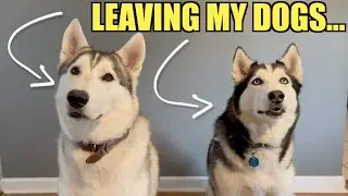 I Left My Huskies At Home For Over A Month!!!