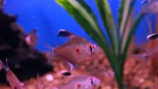 The Popular Bleeding / Rosy Heart Tetra - Hyphessobrycon erythrostigma