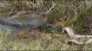 Gator Chomps Down on HUGE Python in Florida Everglades in WILD Video