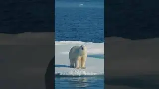 Встретили белого медведя на льдине в открытом море!