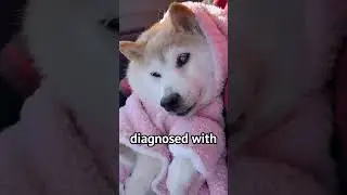 Doge The Meme Dog is Severely ill 