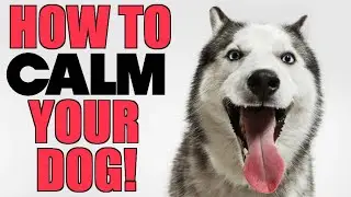 3 Secret Ways To Calm Your Husky Down!!!