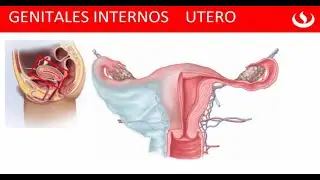 Utero - Cervix - Ligamentos - Vasculatura - Funciones - Genitales Internos Femeninos  👍👍