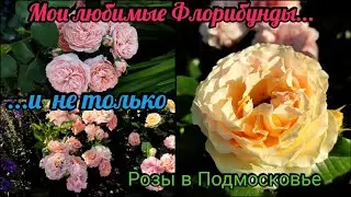 Цветение роз в Подмосковье. Лучшие сорта розы  Флорибунды. Топ роз в саду. rose. roze