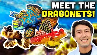 Talking Fish: A Deeper Dive into Mandarin Gobies, Scooter Blennies, and Dragonets!