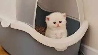 Chip has encountered a problem in the litter box and Ophelia tries to help him 😄