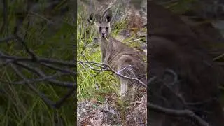 Kangaroos Are Herbivores! 🌱 #shorts