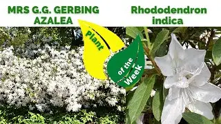 MRS G G  GERBING AZALEA | Rhododendron indica