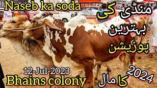 Naseb Ka Soda | Bhains Colony | Cow Mandi Karachi Cattle Rates Update | Bargaining | 12-July-2023