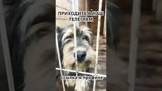 Спасибо за поддержку #приютхвостатоесчастье