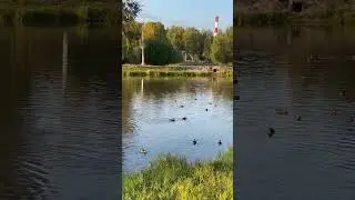 #Ухта …откуда их столько? …Парк КиО…Республика Коми…сентябрь 2023