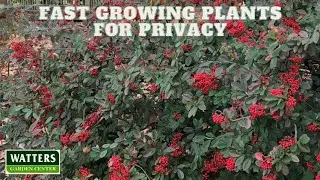 🪴 Fastest Growing Plants for a Thick Hedge of Privacy 🪴