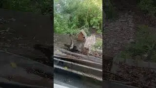Стычка голубей