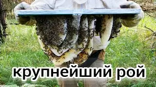САМЫЙ КРУПНЫЙ РОЙ НЕ ПРОПУСТИЛ ЭТУ ЛОВУШКУ. BEEKEEPING. пчеловодство. роеловство. сколько меда в рое