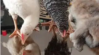 yeni tavşan aldık civcivlerimizin tepkisi 🤦🏻‍♀️
