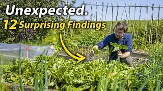 12 Unexpected Things I've Learnt From Growing Vegetables | The Perpetual Journey Of Veg Gardening