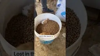 Funny animal videos I found on Instagram and Tiktok 