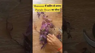 Best plant to grow from cutting ||Monsoon में कटिंग से लगाए wandering jew का पौधा 