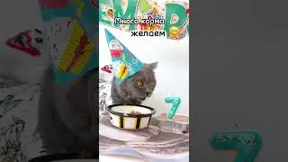 Поздравляем кота | Happy birthday 