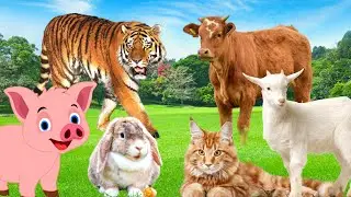 Listen to the sounds of animals: cows, goats, chickens, pigs, cats, dogs,...