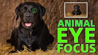 Human and Animal Eye Focus = CRAZY!!! (Sony)