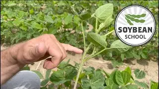 Soybean School: Managing late-planted soybeans